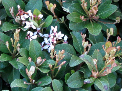 Indian hawthorn foliage and flowers