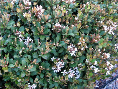 Indian hawthorn plant