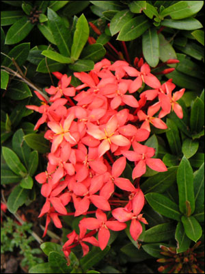 Ixora flower