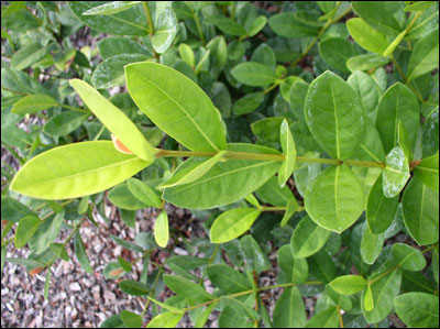 Ixora foliage