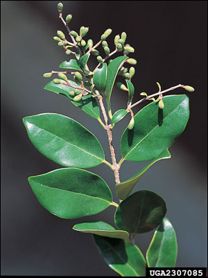 Japanese privet foliage and fruit