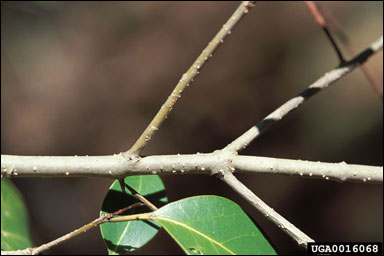 Japanese privet lenticels