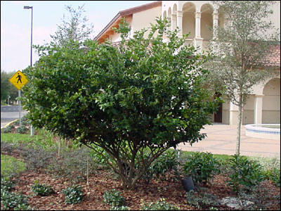 Japanese privet shrub