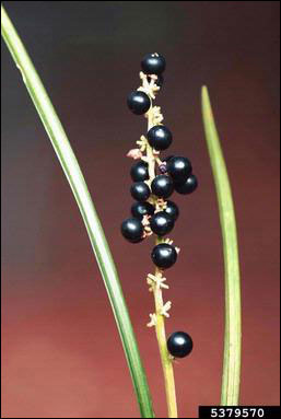 Fruits of liriope