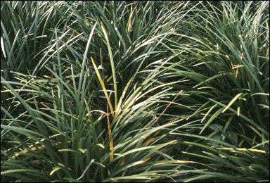 Liriope plants