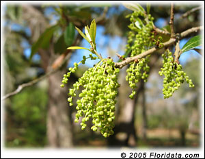 Flower of live oak