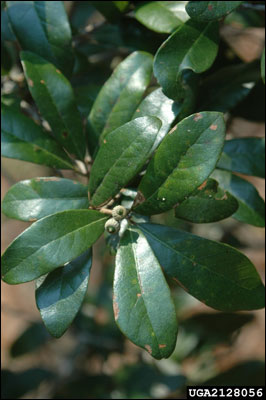 Foliage of live oak