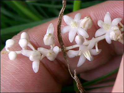 Mondo grass flower