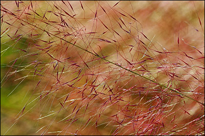 Flower of muhly grass