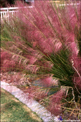 Muhly grass in El Paso Texas