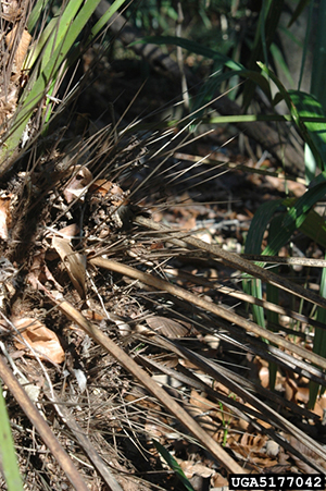 Needle palm needles