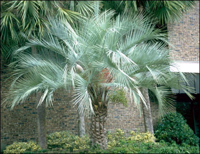 Pindo palm