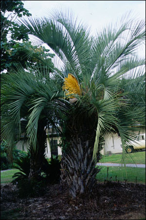 Pindo palm