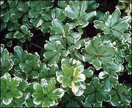 Pittisporum foliage