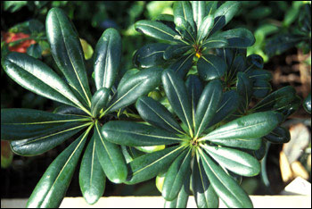 More pittisporum foliage