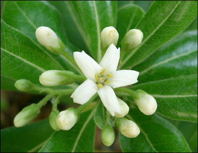 Pittosporum flower