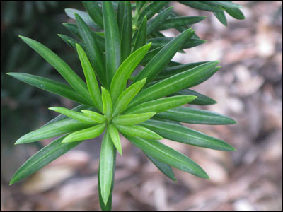 Podocarpus foliage whorl