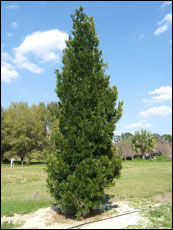 Podocarpus plant