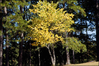 Redbud foliage in the fall