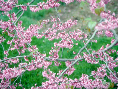 Redbud flowers