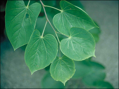 Redbud foliage