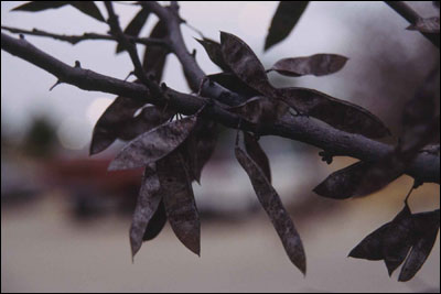 Redbud fruit