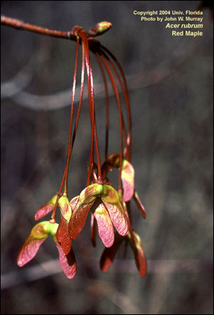 Red maple fruit