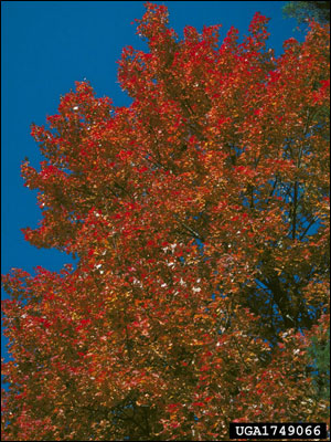 Red maple tree