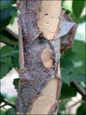 River birch bark peeling