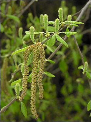 River birch flower