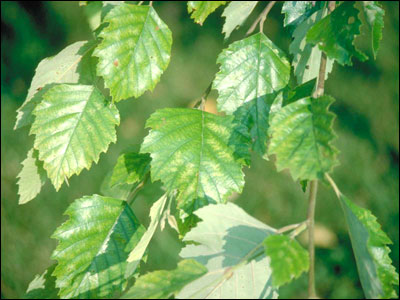 River birch foliage