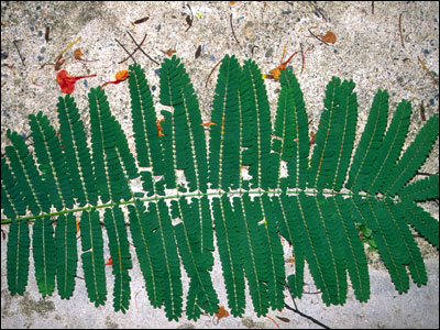 Royal Poinciana foliage