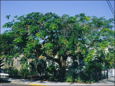 Royal Poinciana tree