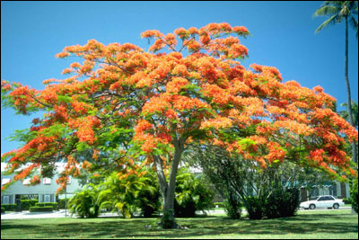 Royal Poinciana in spring