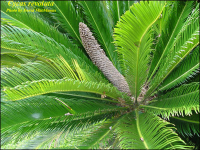 Male sago with cone