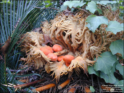 Sago palm seeds