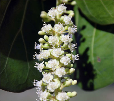 Sea grape flower