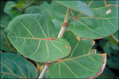 Sea grape foliage