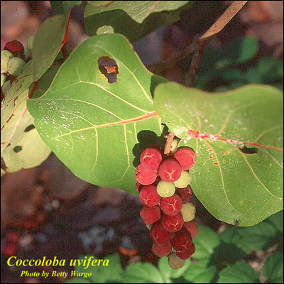 Sea grape fruit