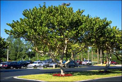 Sea grape tree