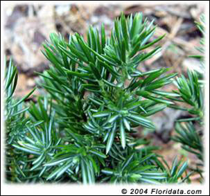 Close-up of shore juniper foliage