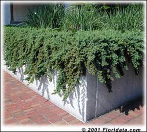 Shore juniper in planter