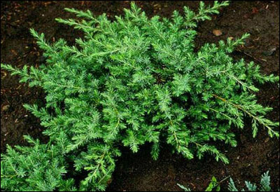 Shore juniper plant in garden