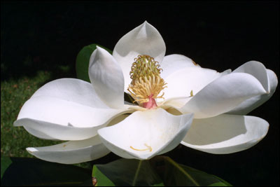 Southern magnolia flower