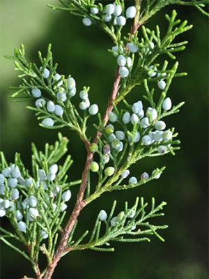 Fruit of southern red cedar