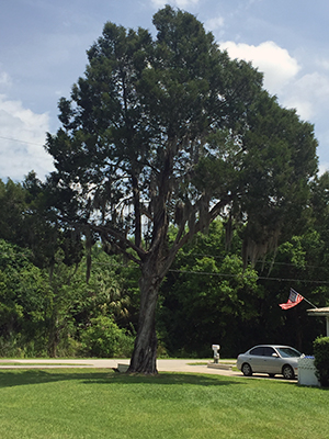 Mature southern red cedar