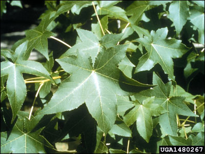 Sweet gum foliage