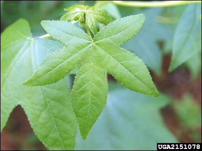 Sweet gum leaf