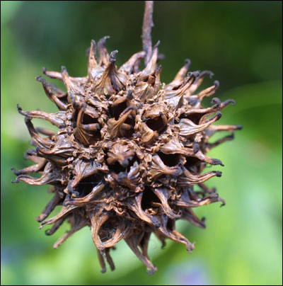 Sweet gum mature fruit