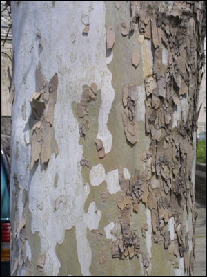 Sycamore bark